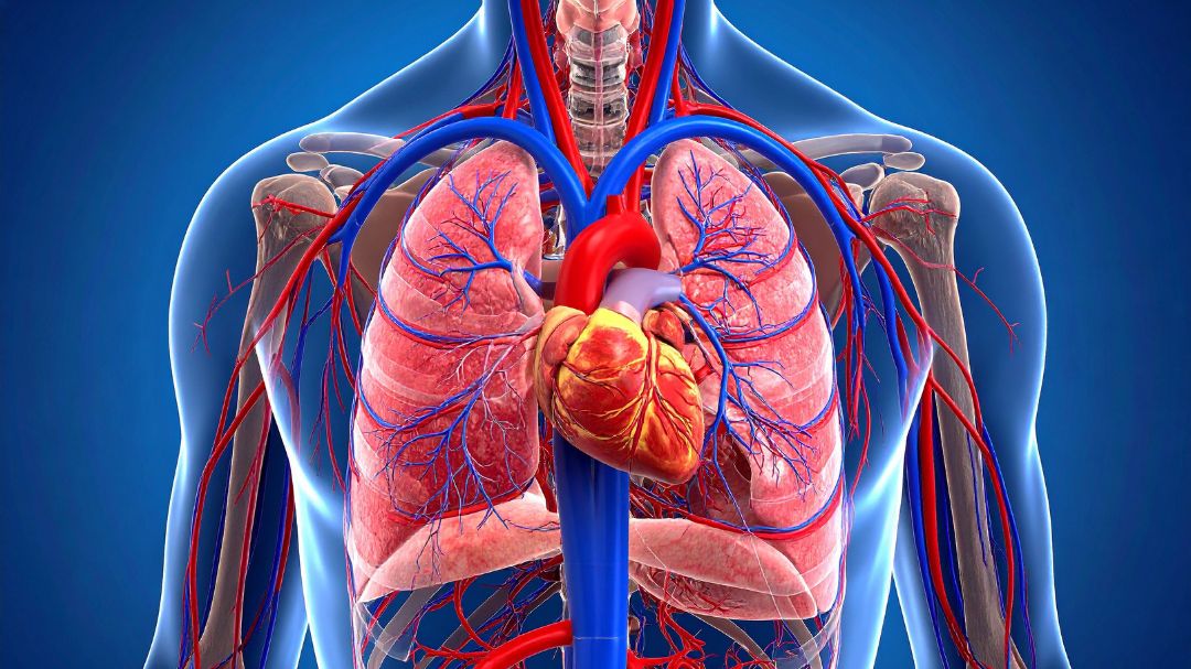 Medical illustration of the human chest showing the heart, lungs, and major blood vessels.